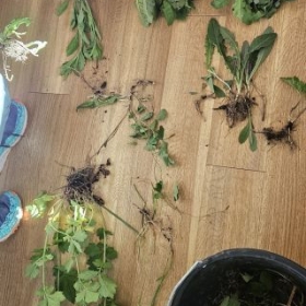 InvasivesUnkrautImKurs 2026-05-12 18.54.